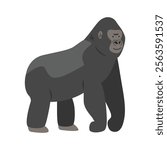 Silverback gorilla cartoon clipart. Great ape gorilla vector illustration in flat style. Hand-drawn wild animal concept