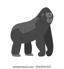 Silverback gorilla cartoon clipart. Great ape gorilla vector illustration in flat style. Hand-drawn wild animal concept