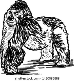 A silverback gorilla making a pose. Hand drawn vector illustration.