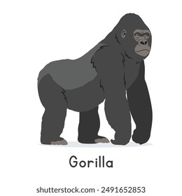 Vektorillustration eines Silverback Gorilla Cartoon Clipart Charakter, Tier im flachen Stil. Wilde Tiere, wilde Wesen, Wildtierkonzept. Gorilla Vektorgrafik Design isoliert auf weißem Hintergrund