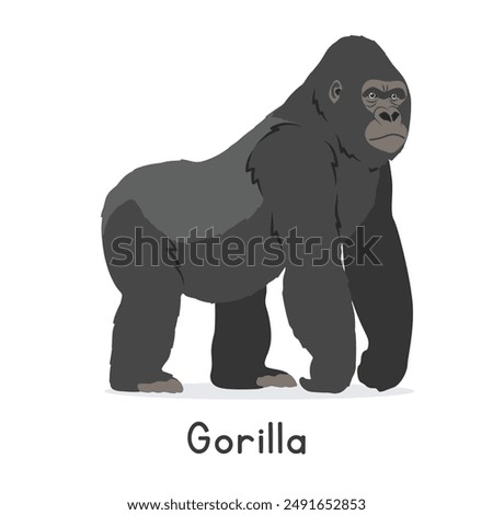 Silverback gorilla vector illustration, cartoon clipart character, animal in flat style. Wild animals, wild creatures, wildlife concept. Gorilla vector design isolated on white background