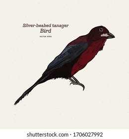 The silver-beaked tanager is a medium-sized passerine bird. Hand draw sketch vector.