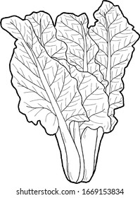 Silverbeet Vector Illustration Hand Drawn Vegetable Cartoon Art