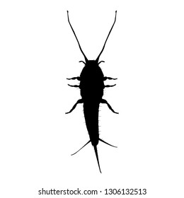 Silverfish. Insect. Vector Outline Black Silhouette