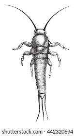 Silverfish or Lepisma saccharina. From Magasin Pittoresque, vintage engraving, 1878.
