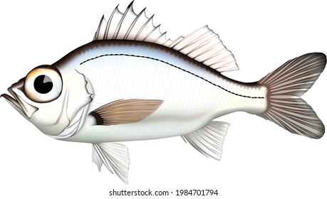 'Silvergray seaperch' fish illustration , vector EPS format