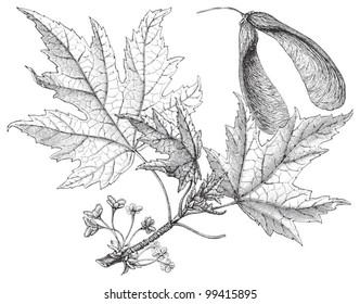 Silberblattapfel (Acer saccharinum) / Vintage-Illustration von Meyers Konversations-Lexikon 1897