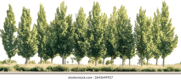 Silberblattpappel Populus alba isolierter Baumausschnitt, weißer Pappelstrassenbaum, Abele, Vektorgrafik, Landschaftsgestaltung, Zierbaum, natürliches Grün.