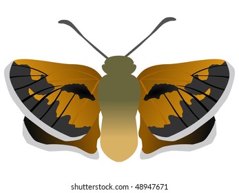 Silver-spotted Skipper butterfly
