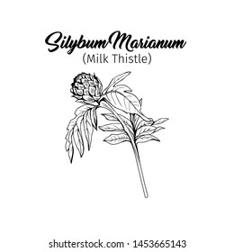 Silybum marianum black   white vector illustration  Homeopathic ingredient  honey plant bud  Botanical monochrome drawing  Thorny young wildflower  weed engraved sketch  Poster design element