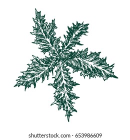 Silybum marianum (cardus marianus, milk thistle, blessed milkthistle, Marian thistle, Mary thistle or Scotch thistle), hand drawn doodle, sketch in pop art woodcut style