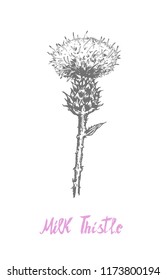 Silybum marianum or Milk thistle popular super food