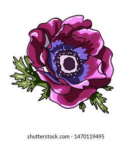 Simgle big hand drawn colored anemone. purple flower with black line path, close-up, on a white background. Botanical vector illustration field flower. Beautiful blossom of Poppy Anemone Coronaria.