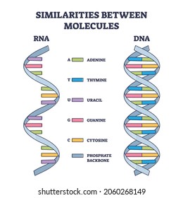 Similarities between RNA and DNA molecules, illustrated outline diagram. Coding, decoding, regulation and expression of genes. Comparison scheme with adenine, thymine, uracil, guanine and cytosine.