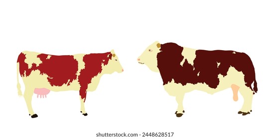 Simmental cow and bull couple vector illustration isolated on white background. Farm animal mating love. Organic food pasture. Cow bull fresh meat. Simmentaler Fleckvieh