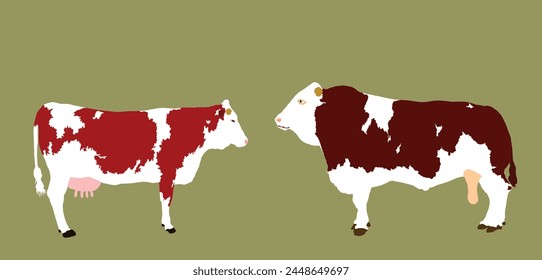 Simmental cow and bull couple vector illustration isolated on background. Farm animal mating love. Organic food pasture. Cow bull fresh meat. Simmentaler Fleckvieh