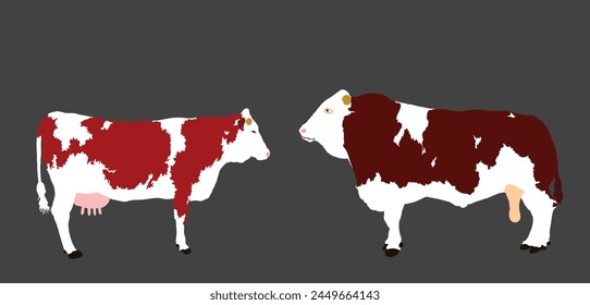 Simmental cow and bull couple vector illustration isolated on background. Farm animal mating love. Organic food pasture. Cow bull fresh meat. Simmentaler Fleckvieh