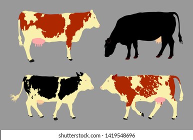 Simmental Cow vector illustration isolated on gray background. Cow grazing. Milk and cheese fabric. Farm animal. Holstein Friesian cow. Domestic animal, organic food.