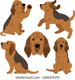 Simple and adorable Bloodhound dog illustrations flat colored