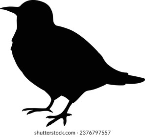 Simple and adorable flat colored White Cheeked Starling illustration in silhouette