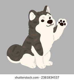 Simple and adorable flat dark colored Akita Dog sitting and waving