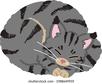 Simple and adorable Grey Maine Coon cat sleeping flat colored