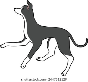 Simple and adorable illustration of Italian Greyhound jumping in side view
