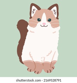 Simple and adorable illustration of ragdoll cat sitting in front view flat colored