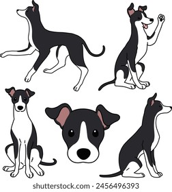 Simple and adorable illustration set of black and white Italian Greyhound outlined