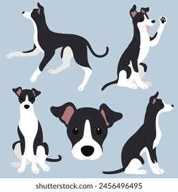 Simple and adorable illustration set of black and white Italian Greyhound flat colored