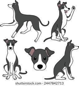 Simple and adorable illustration set of Italian Greyhound