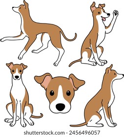 Simple and adorable illustration set of white and brown Italian Greyhound outlined