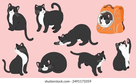 Simple and adorable illustrations of black and white Tuxedo Cat flat colored