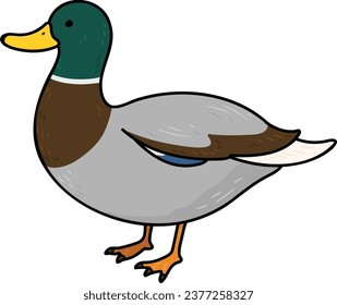 Simple and adorable outlined Mallard Duck illustration 