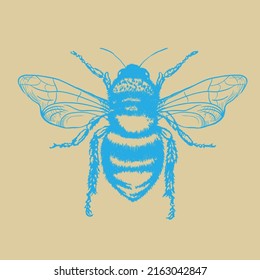 Simple Anatomy Honey Bee Art