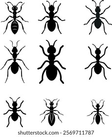 simple ant shilhotee vector with white background