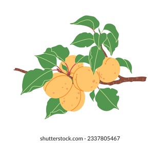 Simple Apricot tree branch with orange fruits and green leaves isolated on white background. Healthy natural food. Garden plant part with ripe apricots. Vector flat illustration.