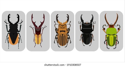 Simple Art Beetle Set - Asian Beetle