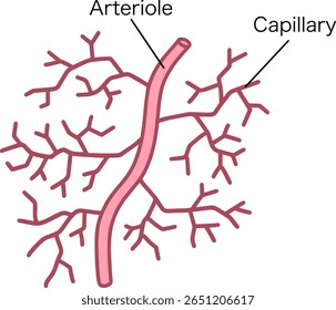 Ilustração simples em arteríola e capilar