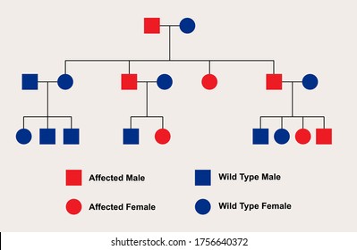 Simple Autosomal Dominant Pedigree Chart, Located On An Autosome (non-sex Chromosome)