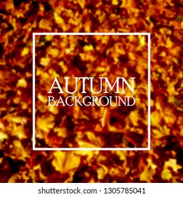 Simple autumn background. Yellow maple leaves covered the ground. In the frame is an example of your text.