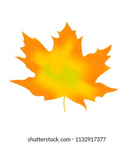 A simple autumn icon. Maple Leaf