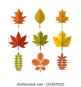 Simple Autumn Leaf Illustration Symbol Graphic Design Template Set