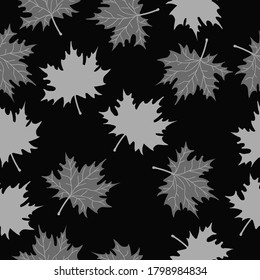 Simple autumn pattern. Black background, grey maple leaves . The print is well suited for Wallpaper.