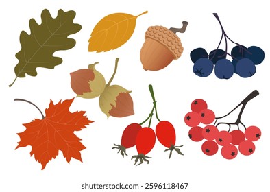 Simple autumn set with leaves and berries