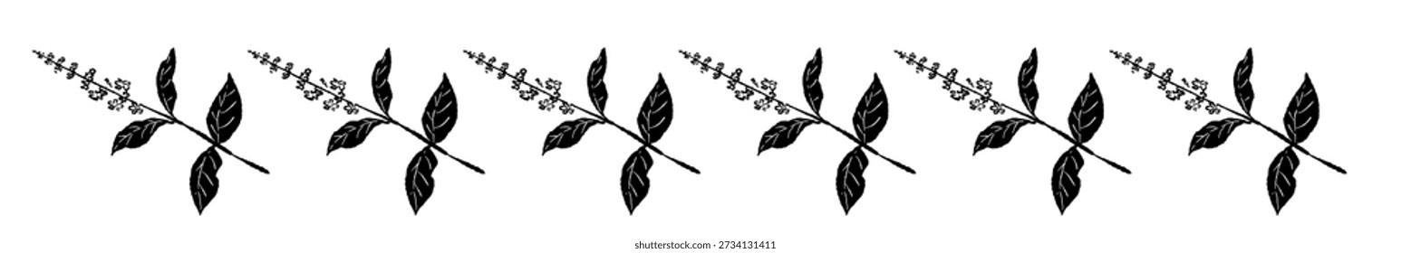 Línea de divisor de hierbas de albahaca simple Vector