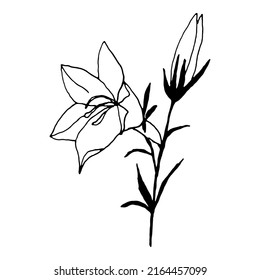 Simple Bellflower Vector Botanical Drawing. Isolated Flower And Leaves. Monochrome Bluebell Design Element. Black Wildflower On White Background.