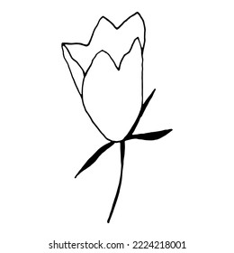Simple bellflower vector botanical drawing. Isolated flower and leaves. Monochrome bluebell design element. Black wildflower on white background.