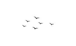 Simple Birds Flying Illustration Vector.