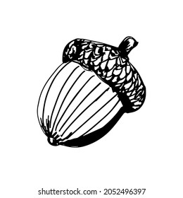 Simple black contoured acorn vector illustration on the white background. Autumn plant template for design projects. Autumn harvest season. Traditional fall forest fruits. Oak fruit.
